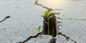 Seedling breaking through concrete, reaching for sunlight